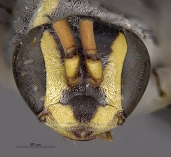 Media type: image;   Entomology 26781 Aspect: head frontal view